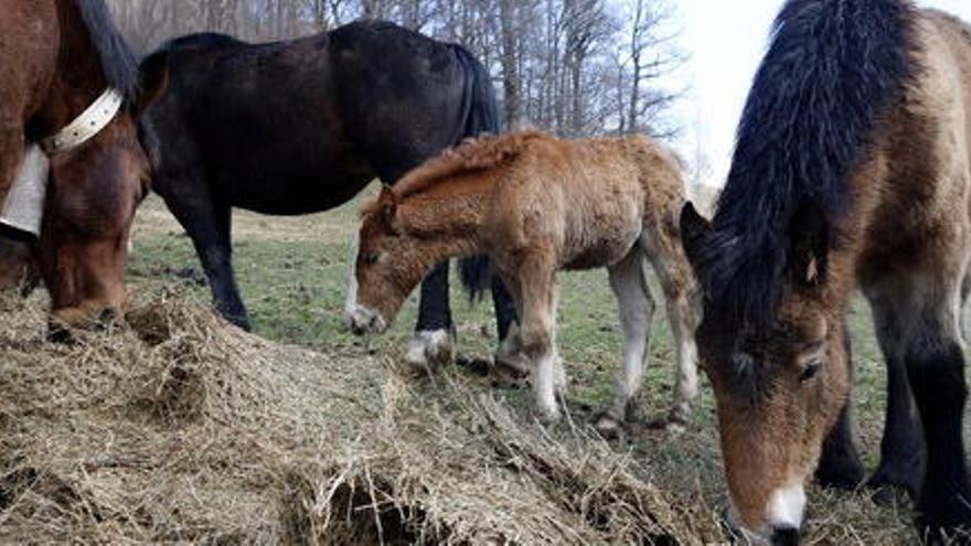 Els criadors de cavalls regalen carn de poltre als hospitals i residències del Pirineu