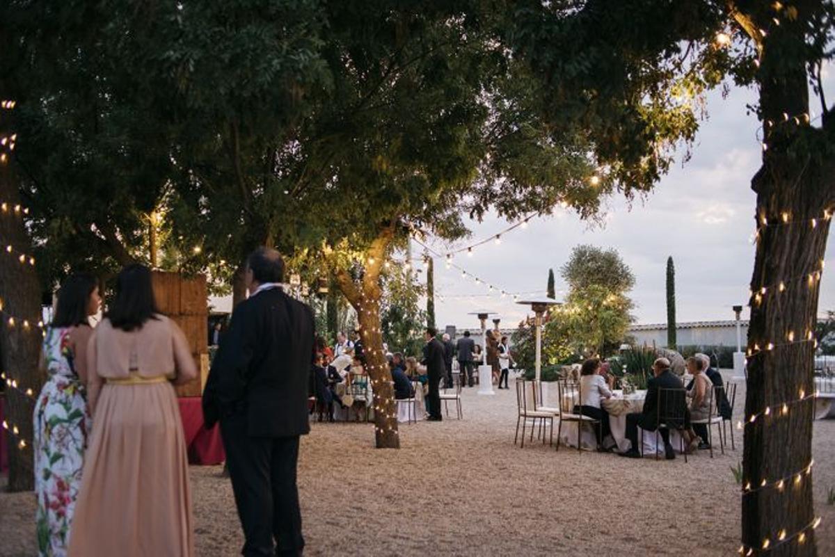 Ilumina tu boda: Luces en los árboles