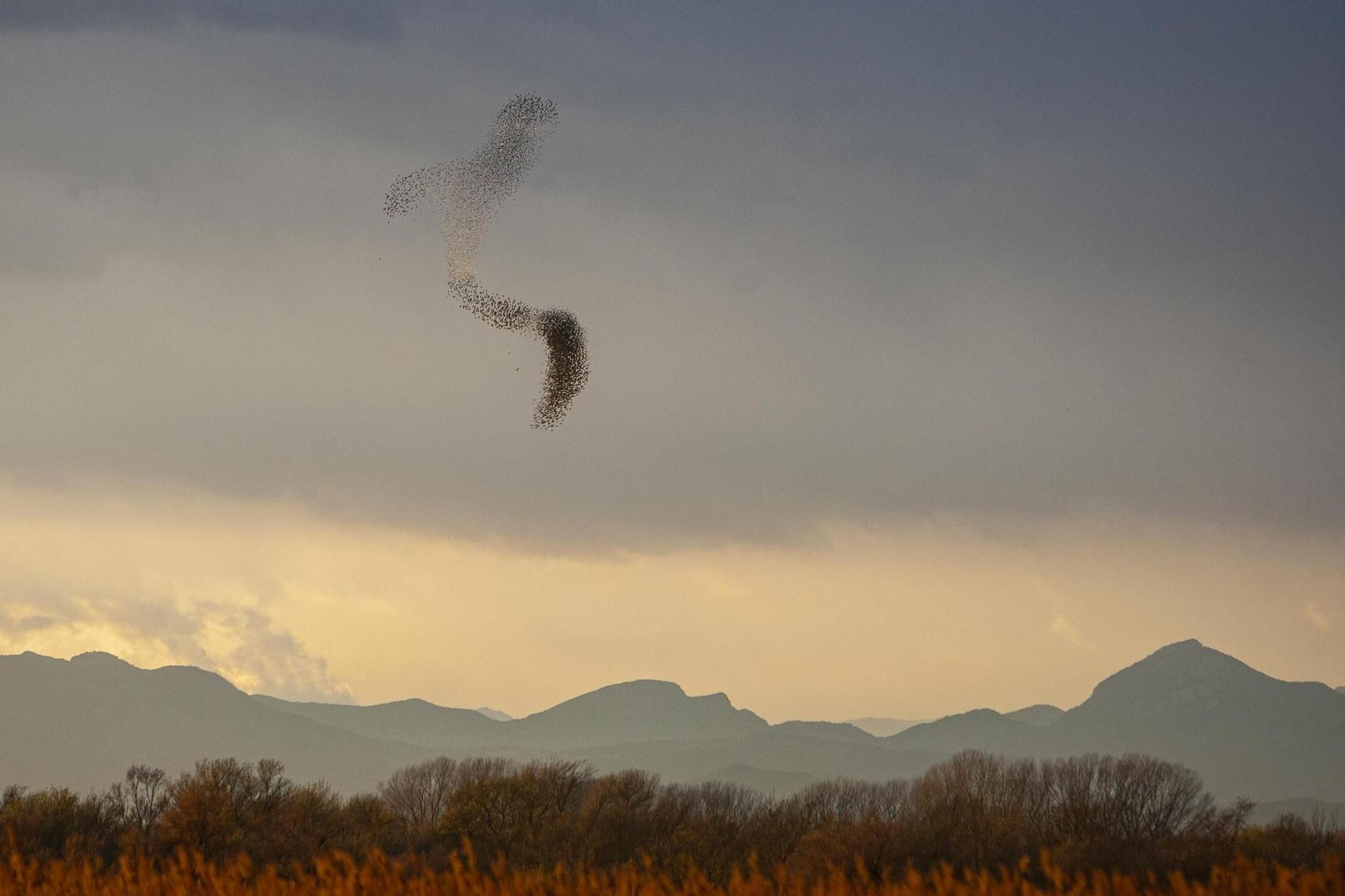 Els dibuixos dels estornells al cel de l'Empordà