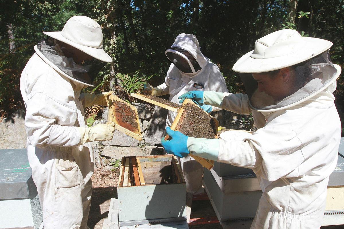 Apicultores con colmenas