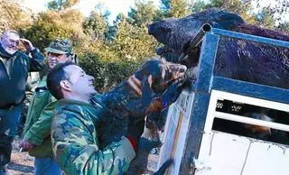 Récord de caza de jabalís en Catalunya