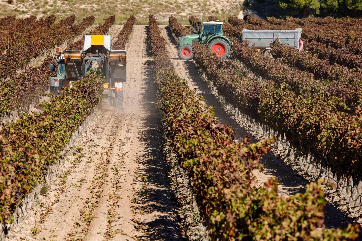 Viñedos para la producción de vino en la Foia de Castalla.
