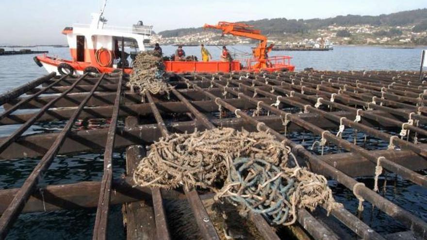 Una batea en la ría de Pontevedra.  // Gustavo Santos