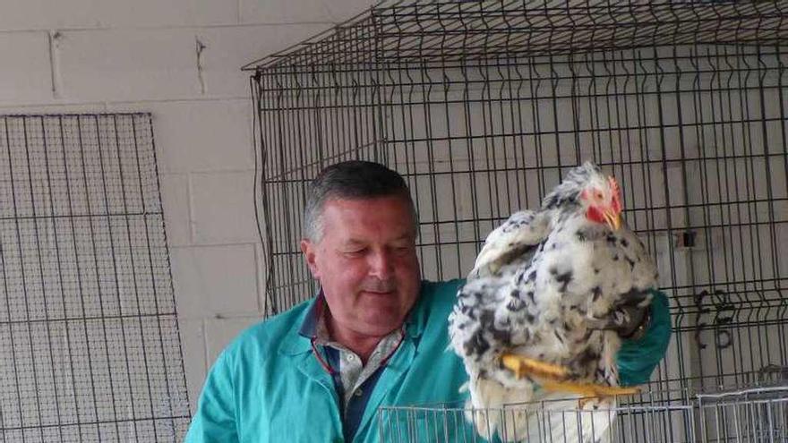 Adolfo Rodríguez introduce sus gallinas en las jaulas expositoras.