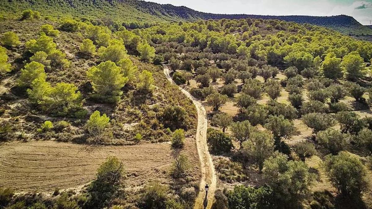 Paisaje de Sierra Escalona, un valioso espacio forestal protegido en la Vega Baja
