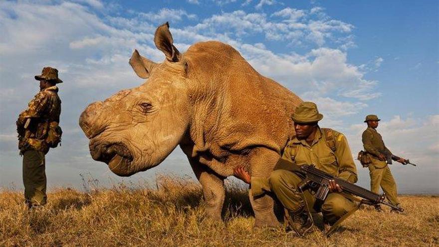 Los rinocerontes se sirven de unos pajaritos para detectar depredadores