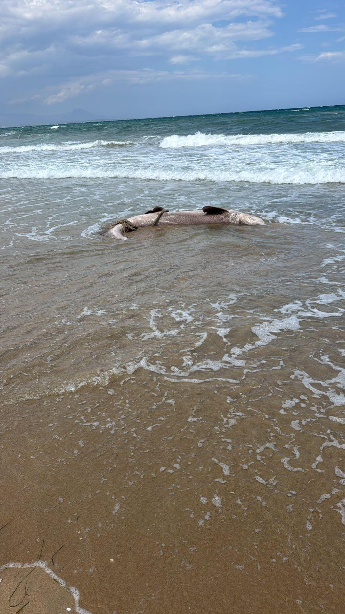 El tiburón varado en Arenales del Sol tiene una cuerda atada a la cola y mide unos dos metros de longitud