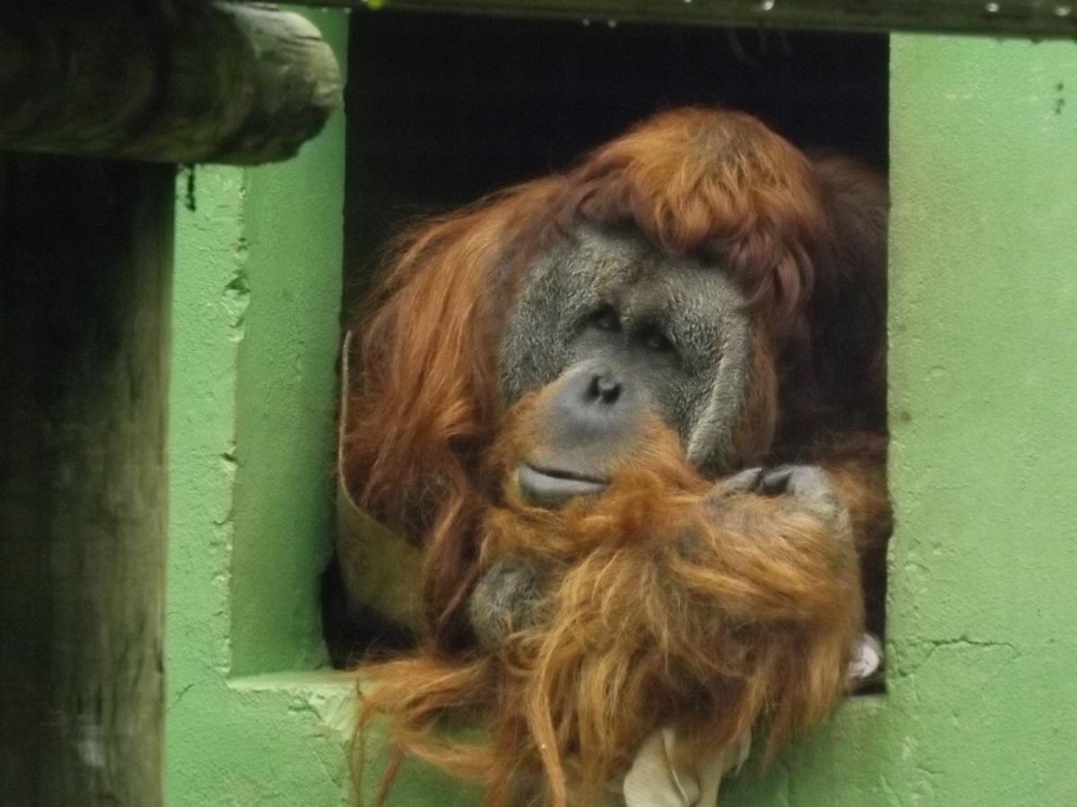 Los simios figuran entre las especies con más tráfico ilegal