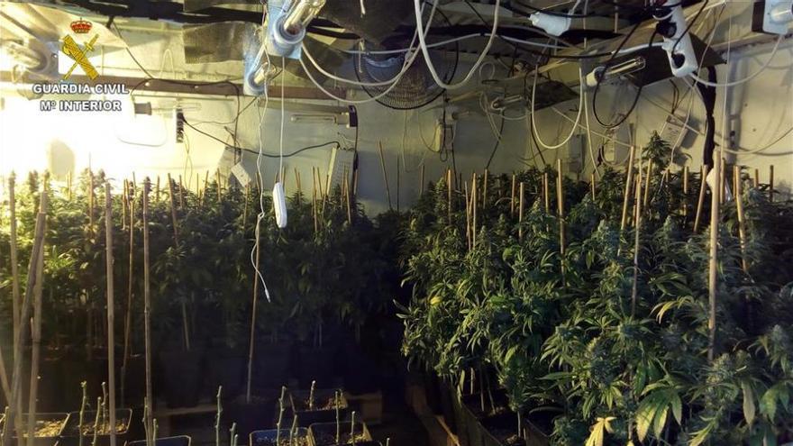 Detenidos cuatro hombres tras intervenirles más de 2.000 plantas de marihuana