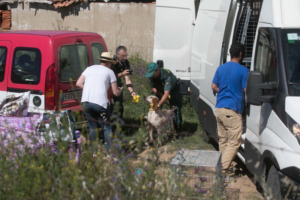 Rescatados perros Valdeperdices