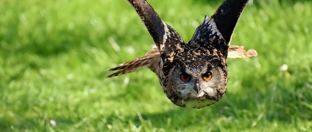 Horóscopo americano: Conoce cuál es tu signo del zodiaco y qué animal eres