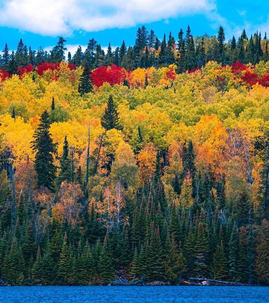Los bosques con más diversidad de árboles resisten mejor el cambio climático, revela un estudio