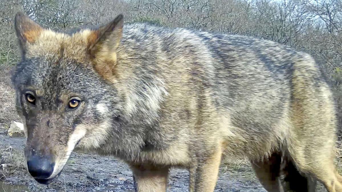 Ejemplar de lobo ibérico, una población cuya conservación debe prevalecer sobre los daños económicos según el último auto.