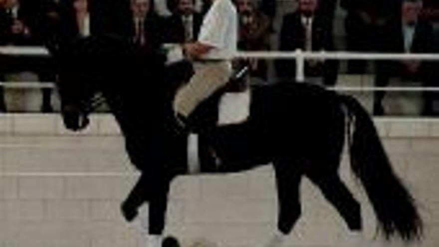 VIII Feria del Caballo y de la Ganadería de Torrejoncillo