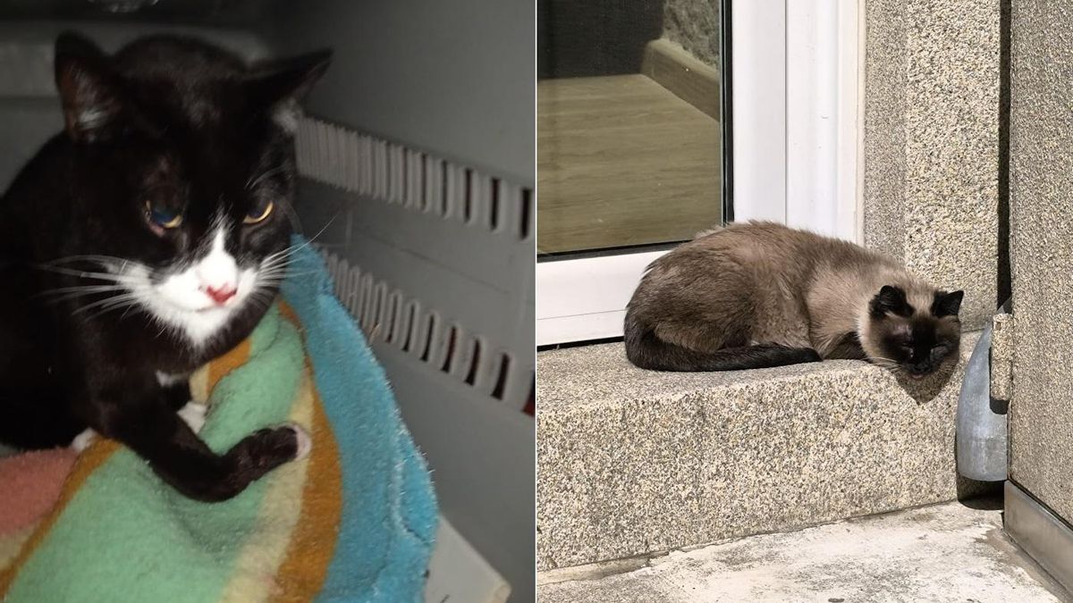 Los dos últimos casos de gatos heridos y abandonados de los que se dio aviso a Difusión Felina.