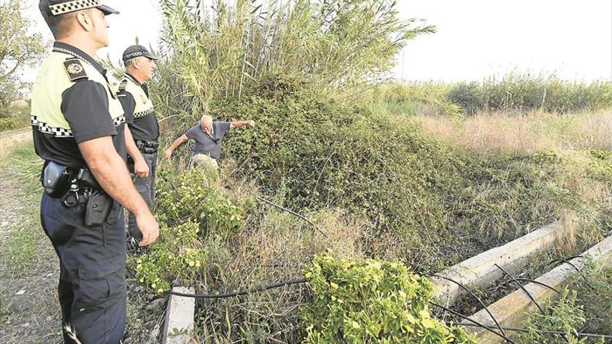 La Diputación se suma a la búsqueda de la vaca que se escapó en Burriana