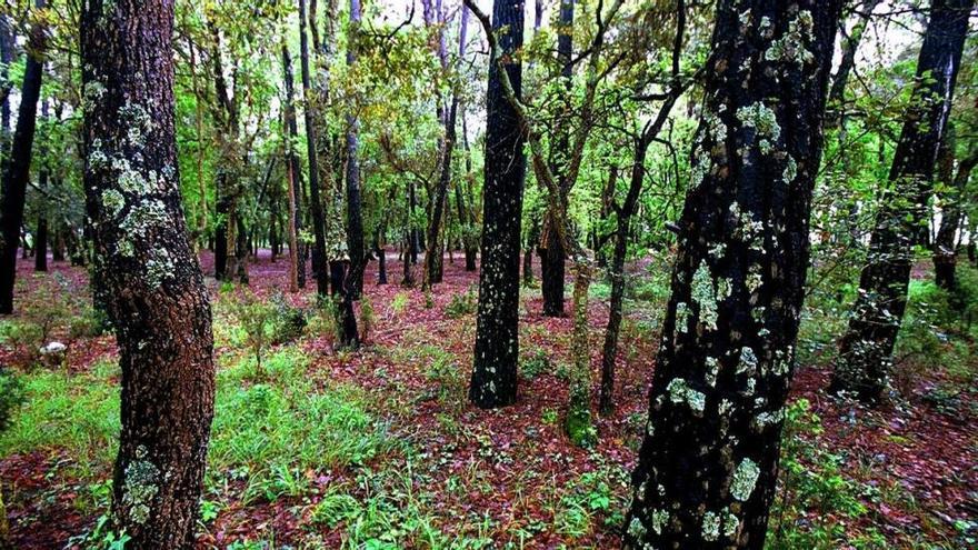 La biosfera tiene cada vez menos capacidad para absorber CO2