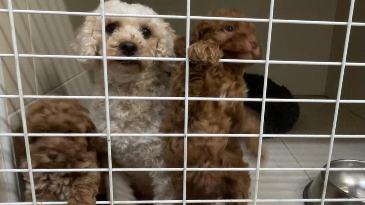 VÍDEO: Así se encontraban los perros del criadero intervenido por la Guardia Civil en Gijón
