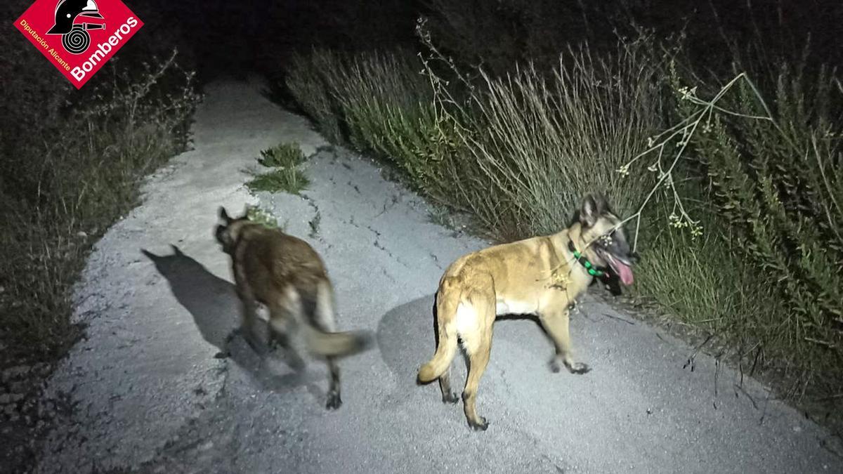 Los perros de la unidad canina de los bomberos rastrean uno camino rural de la Vall de Laguar