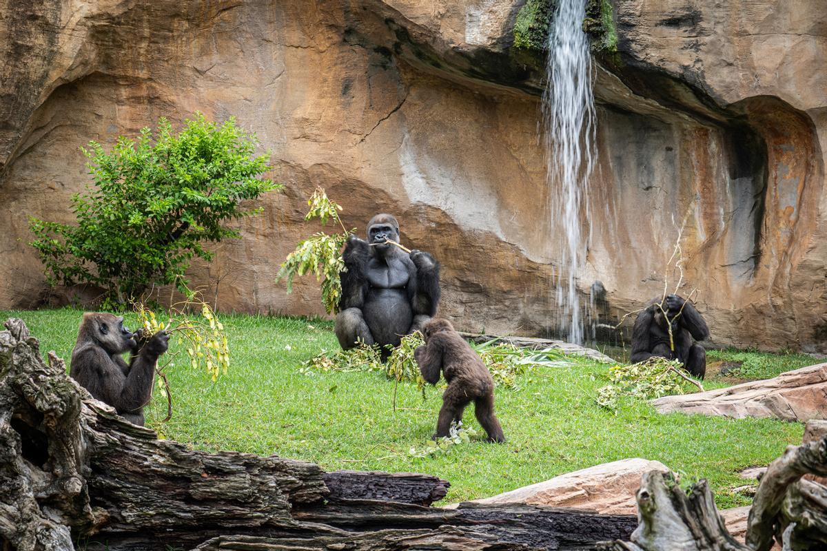 Familia de gorilas en Bioparc Fuengirola habitan en una recreación cuidada del valle del Congo