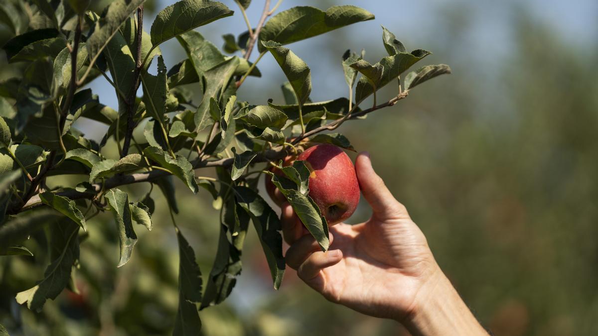 Manzanas en el campo