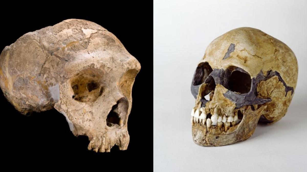 Los neandertales (izquierda) y el Homo sapiens (derecha) son los parientes más cercanos entre sí y podrían haberse cruzado. Esa mezcla habría determinado el fin del primer grupo de homínidos.