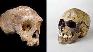 Los neandertales (izquierda) y el Homo sapiens (derecha) son los parientes más cercanos entre sí y podrían haberse cruzado. Esa mezcla habría determinado el fin del primer grupo de homínidos.