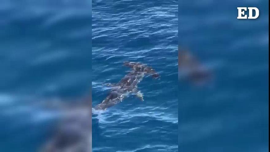 Vídeo: Un tiburón martillo se 'pasea' por las aguas de Santa Cruz de Tenerife