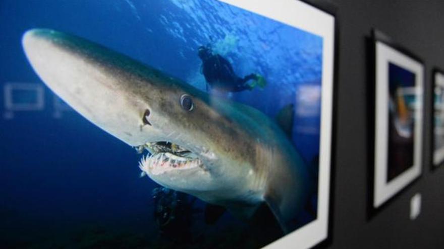 En primer plano, la fotografía de un tiburón expuesta en la muestra &#039;Tiburones y rayas, tesoros de Canarias&#039;, que se exhibe en el Museo Elder. | josé carlos guerra