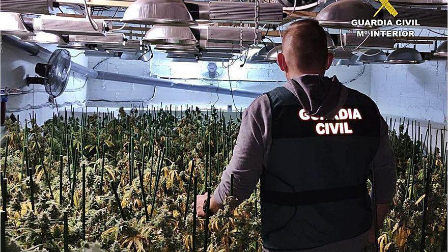 Un restaurante de Teulada ocultaba una plantación de marihuana en el sótano