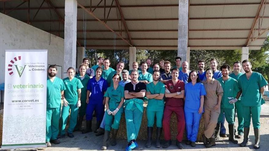 Curso de cirugía bovina en el Colegio oficial de Veterinarios