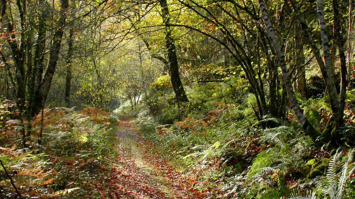 Otoño en Asturias: bosques para todos los públicos
