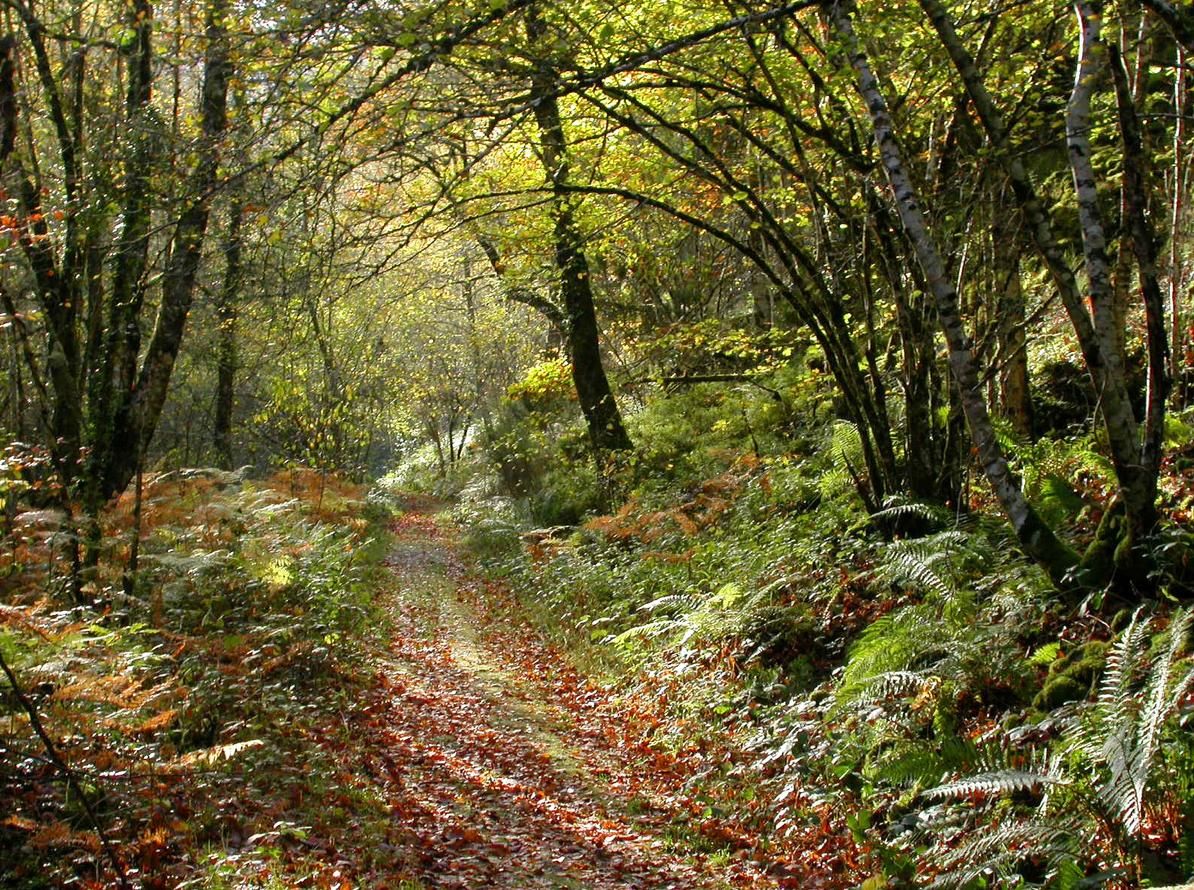 El Bosque de Moal en Asturias, considerado una de las mejores zonas naturales de la región