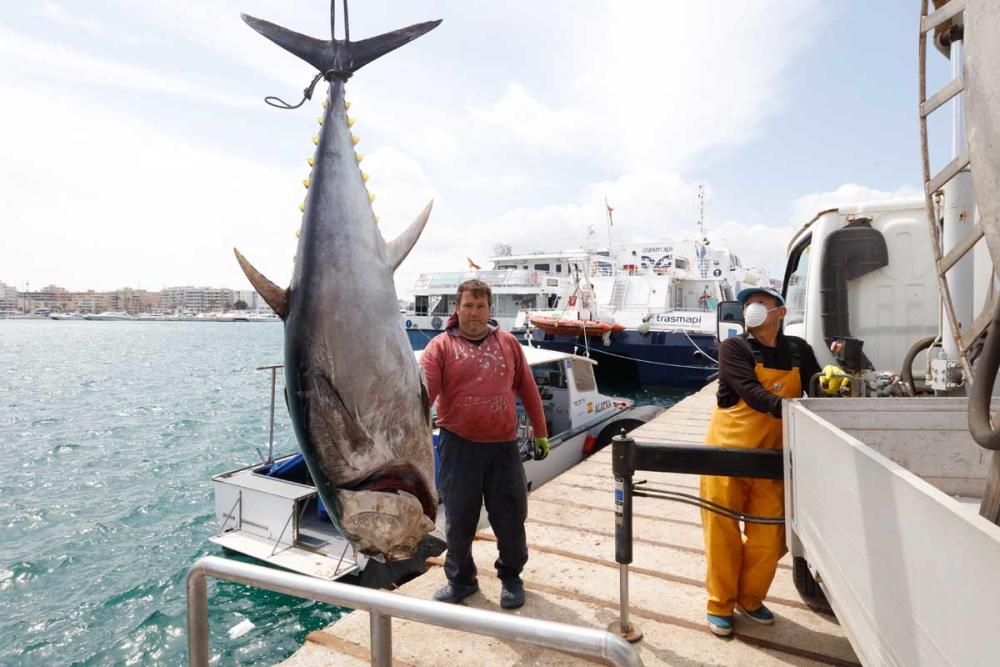 Un ibicenco captura un atún rojo de más de cien kilos