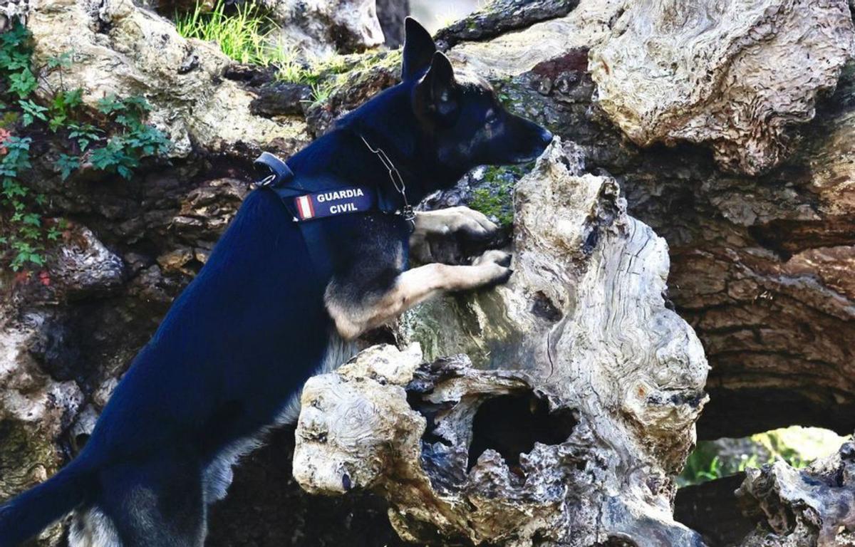 El mejor olfato de la Guardia Civil