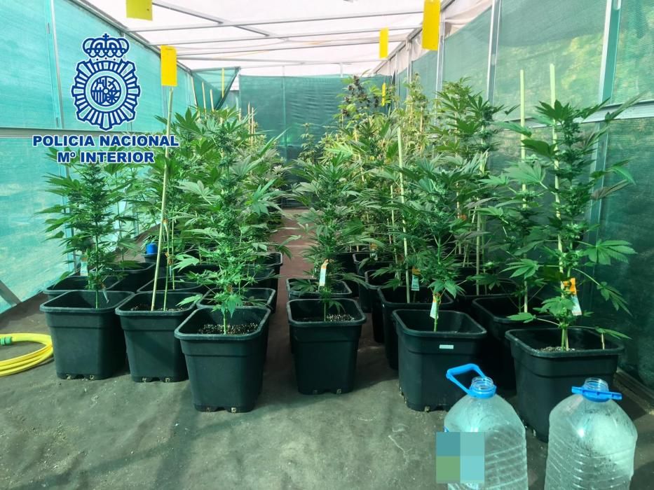 La Policía encuentra 67 plantas de marihuana