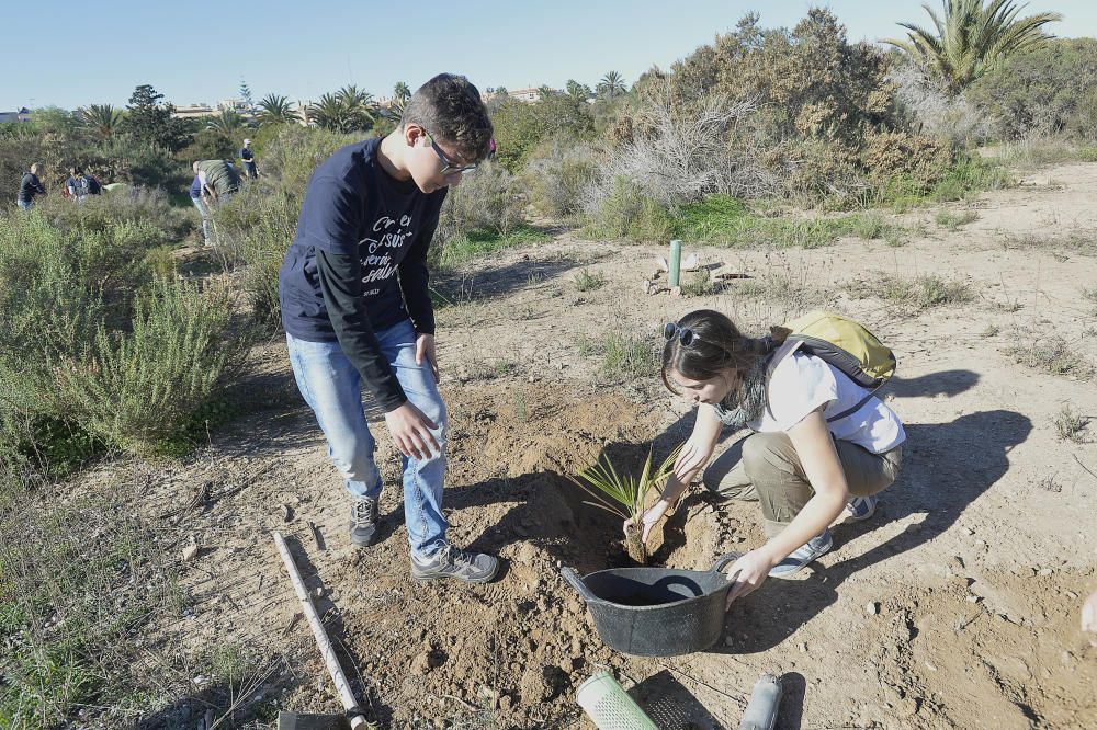 Reforestación en el Clot de Galvany, en imágenes