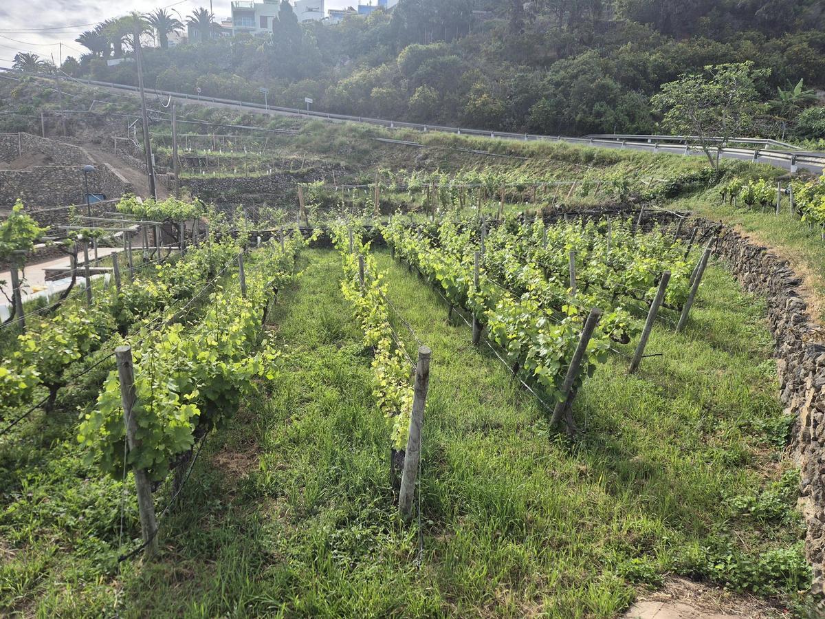 Una de las parcelas de la bodega.