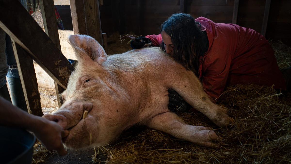 En Pol, un voluntari del Santuari dona de menjar a la Patri mentre la Lia, una treballadora, li fa petons.