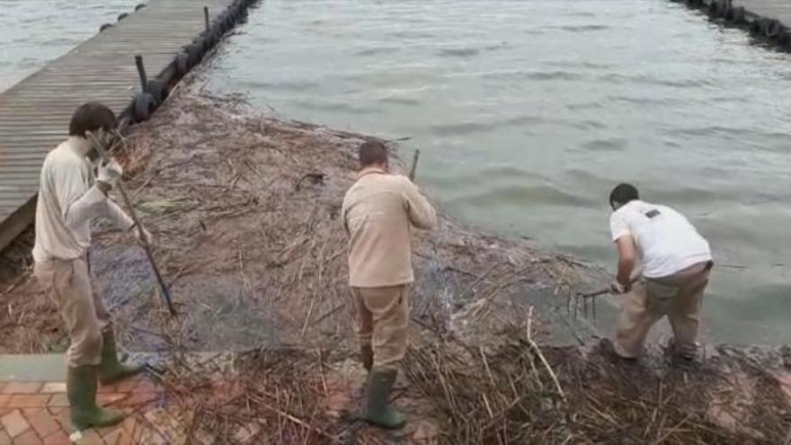 Gota fría: Tareas de limpieza en l'Albufera
