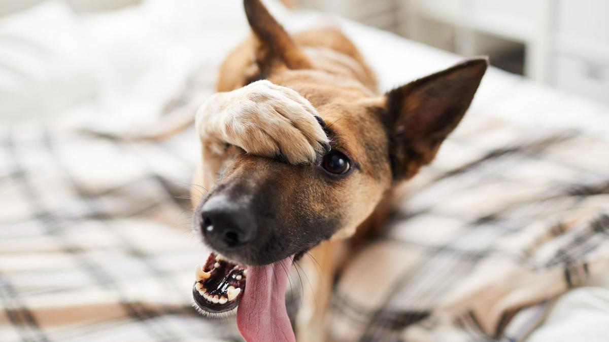 Un perro en una posición graciosa en una imagen de recurso.