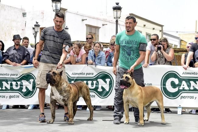 Celebración del I Certamen Nacional de perro ...