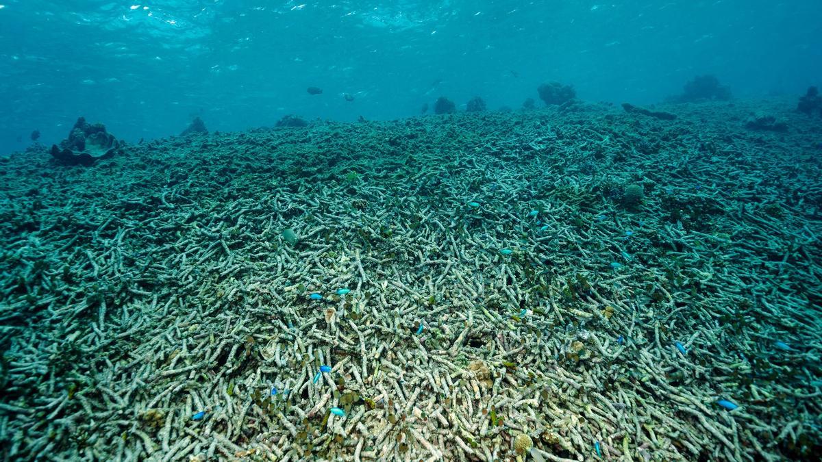 Corales muertos en los fondos de Indonesia