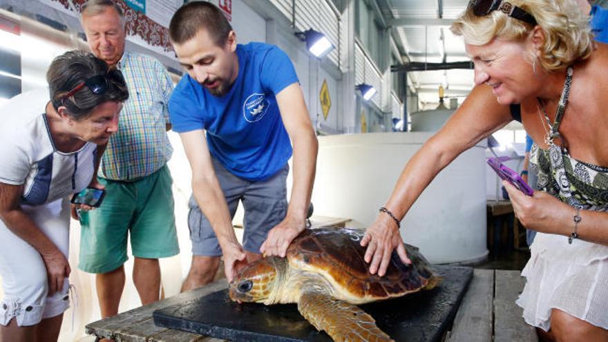 Se reencuentran en el Oceanogràfic con la tortuga que rescataron en Orihuela