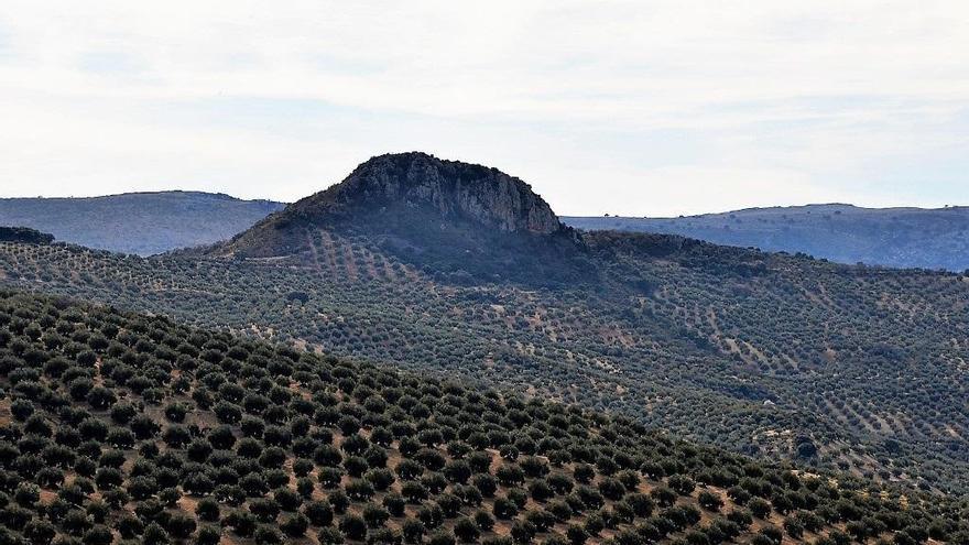 ¿Para quién es una ruina el olivar?