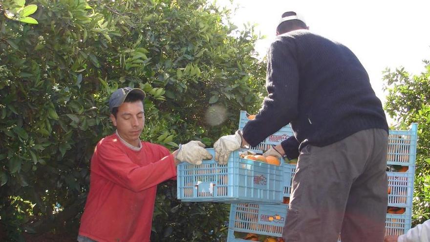 Unos temporeros colombianos trabajando en la recogida de naranjas.