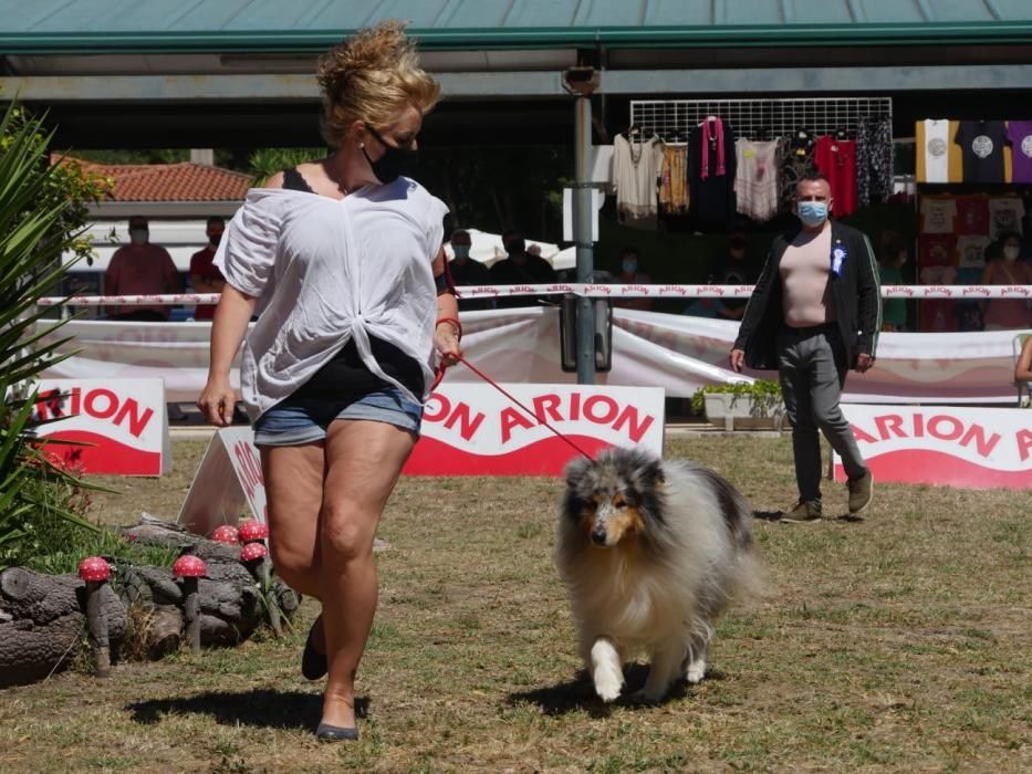 Campeonatos caninos en A Toxa.