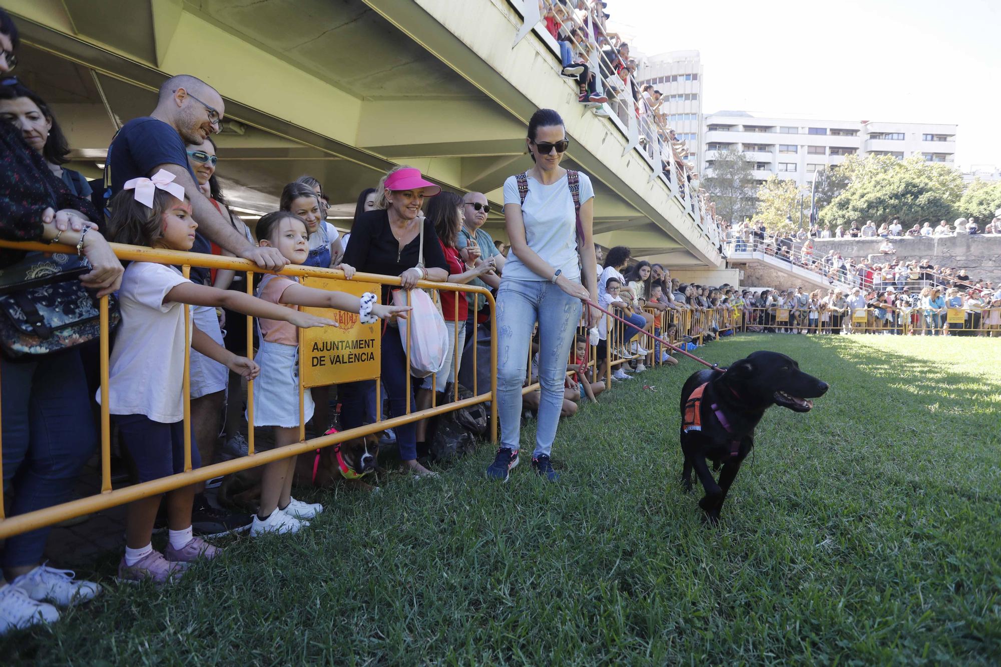 La Feria Animalista de València, en imágenes