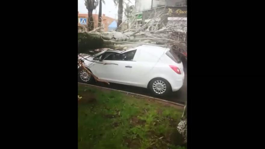 Un árbol cae encima de varios coches en la avenida de Elvas de Badajoz