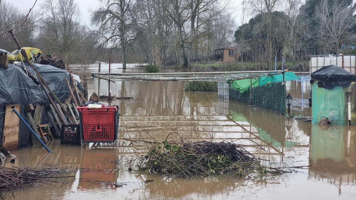 GALERÍA | La crecida del río Duero anega algunas zonas de Toro